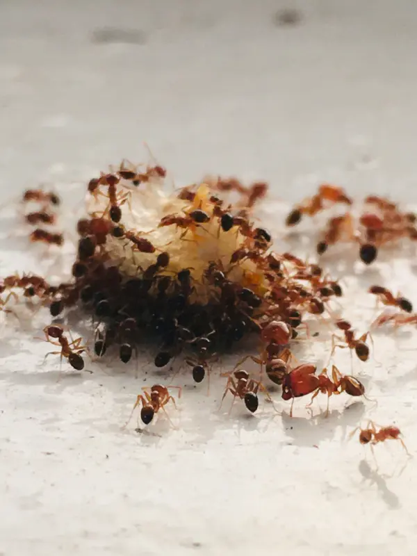 Como acabar com formiga em apartamento