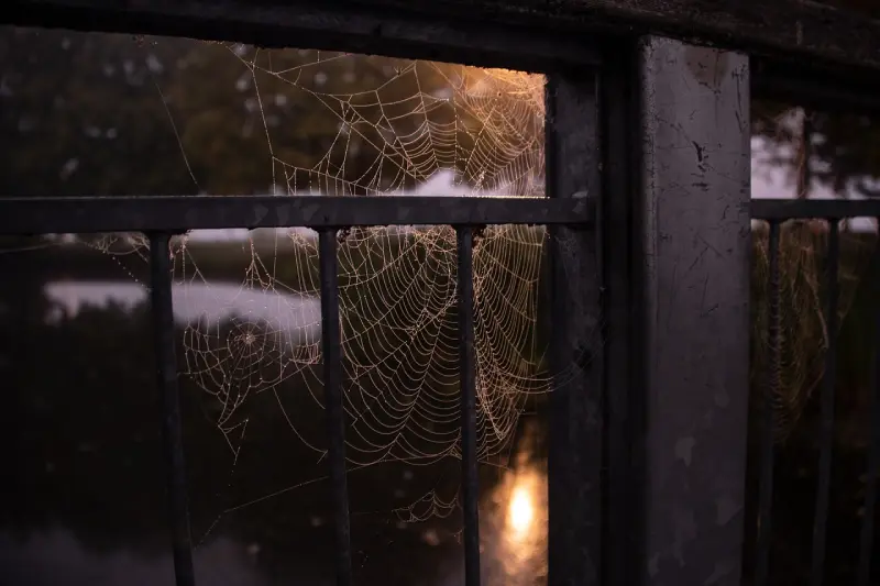 Dedetização de aranhas venenosas