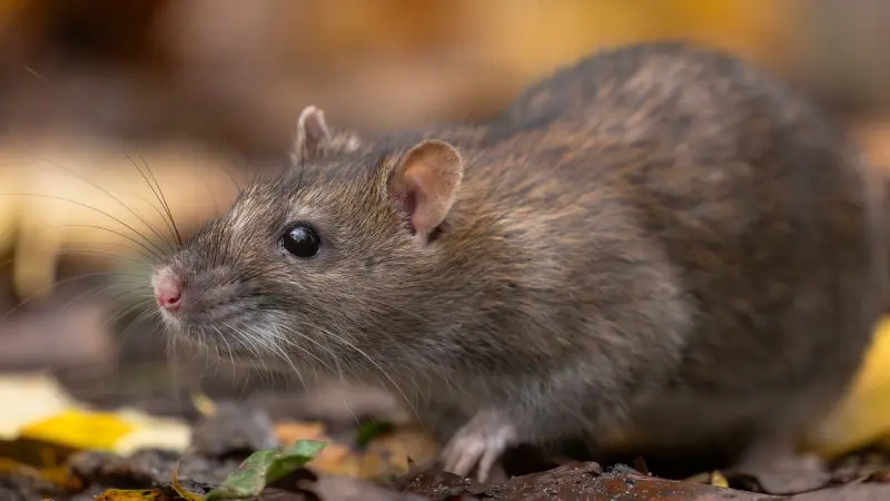 Dedetização de ratos Guarulhos