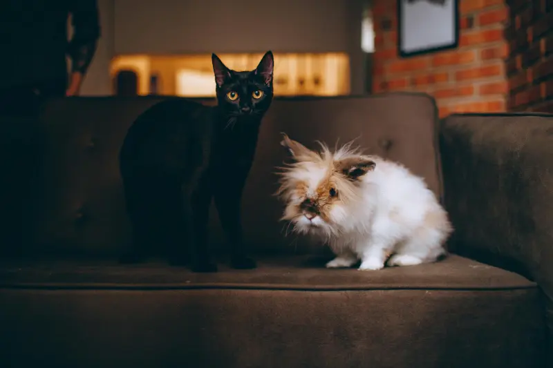 Dedetização de pulgas em casa